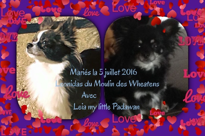 Des Petits Ducs Du Luxembourg - Mariages  2016