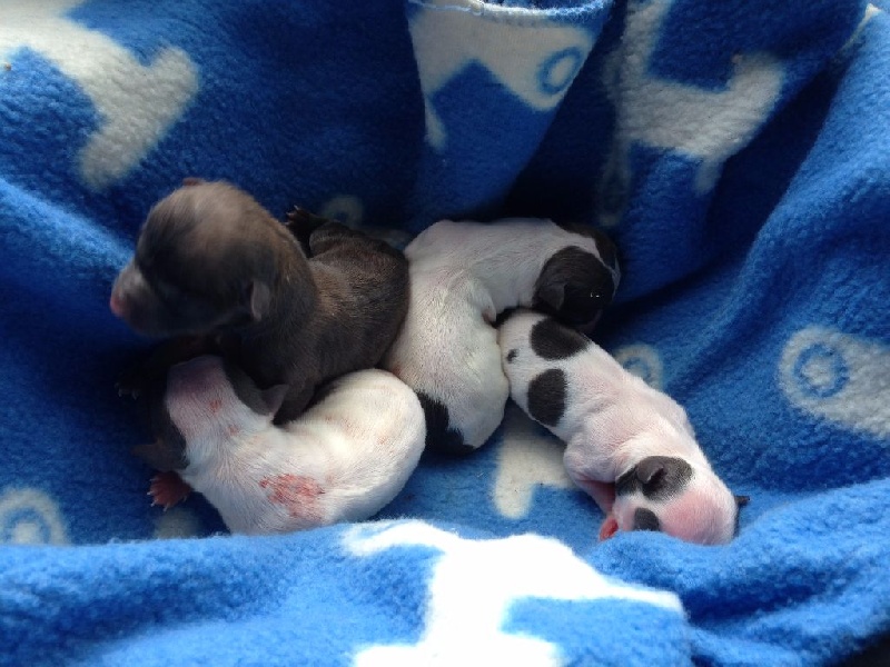 Chiot Chihuahua Des Petits Ducs Du Luxembourg